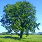 Die Eiche im Feld sieht schon etwas "fröhlicher" aus.