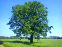 Die Eiche im Feld sieht schon etwas "fröhlicher" aus.