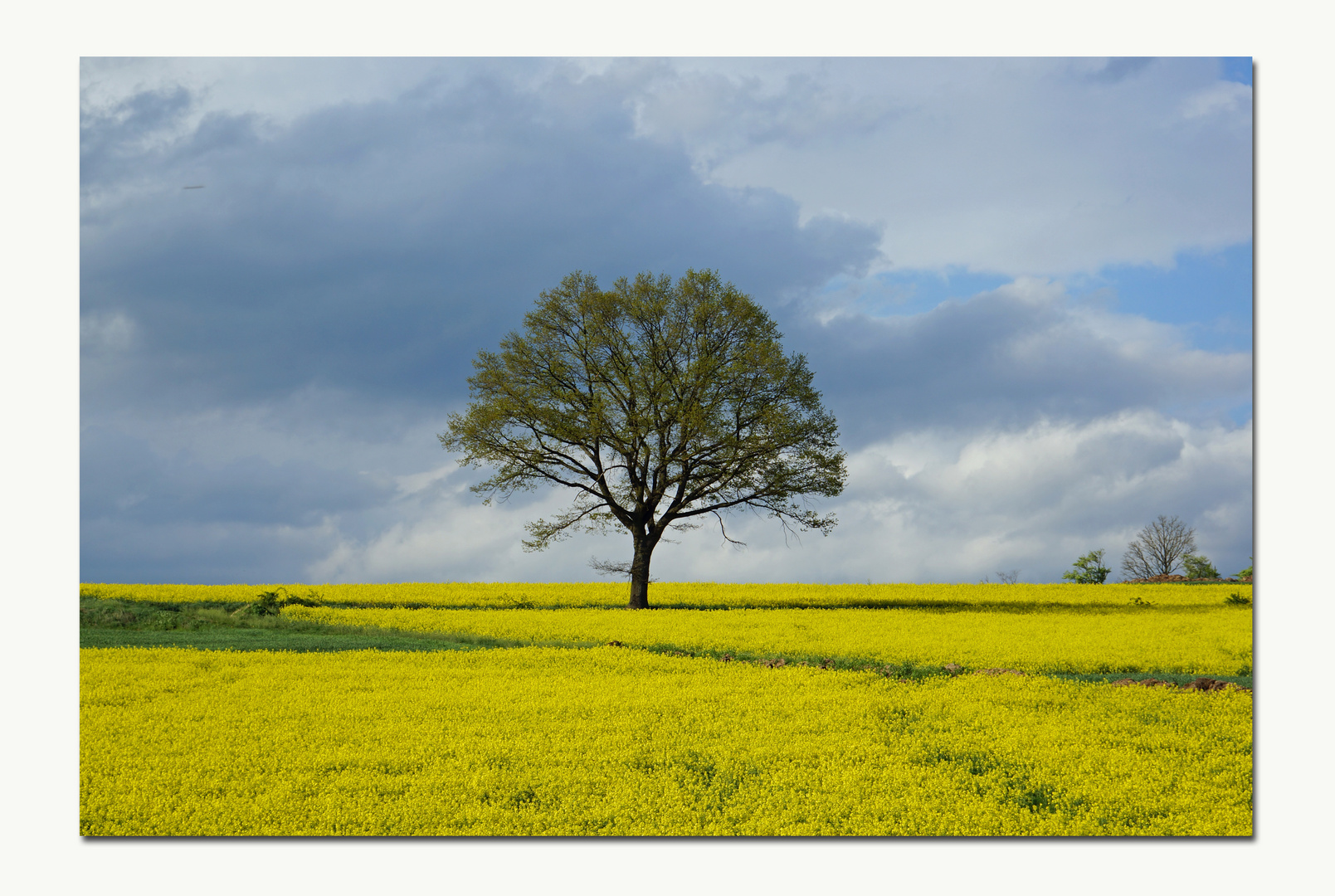 Die Eiche im Rapsfeld