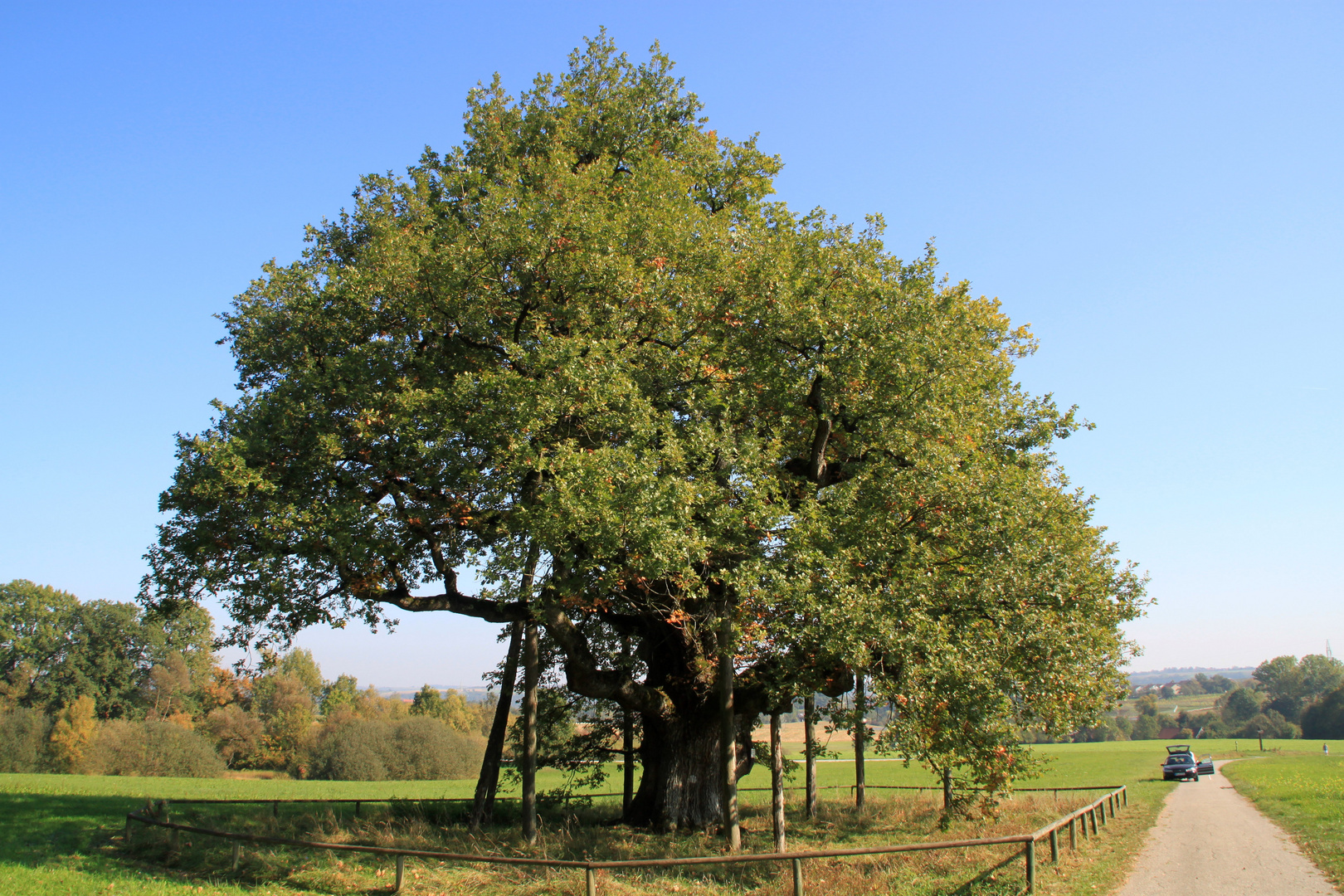 Die Eiche in Gottwollshausen