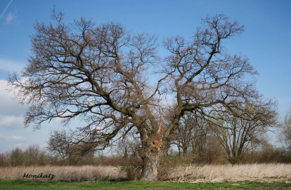 Die Eiche in Weckinghausen