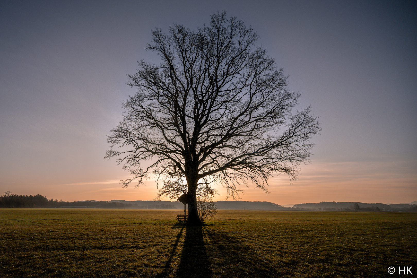 Die Eiche und ihr Schatten