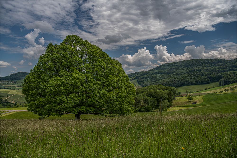 DIE EICHE UND WOLKEN