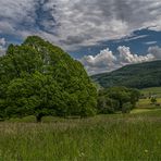 DIE EICHE UND WOLKEN