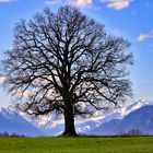 Die Eiche vorm Wettersteingebirge