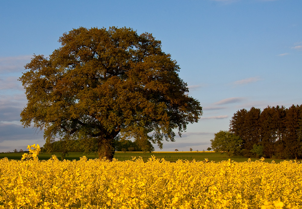 Die Eiche zur Rapsblüte