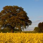 Die Eiche zur Rapsblüte