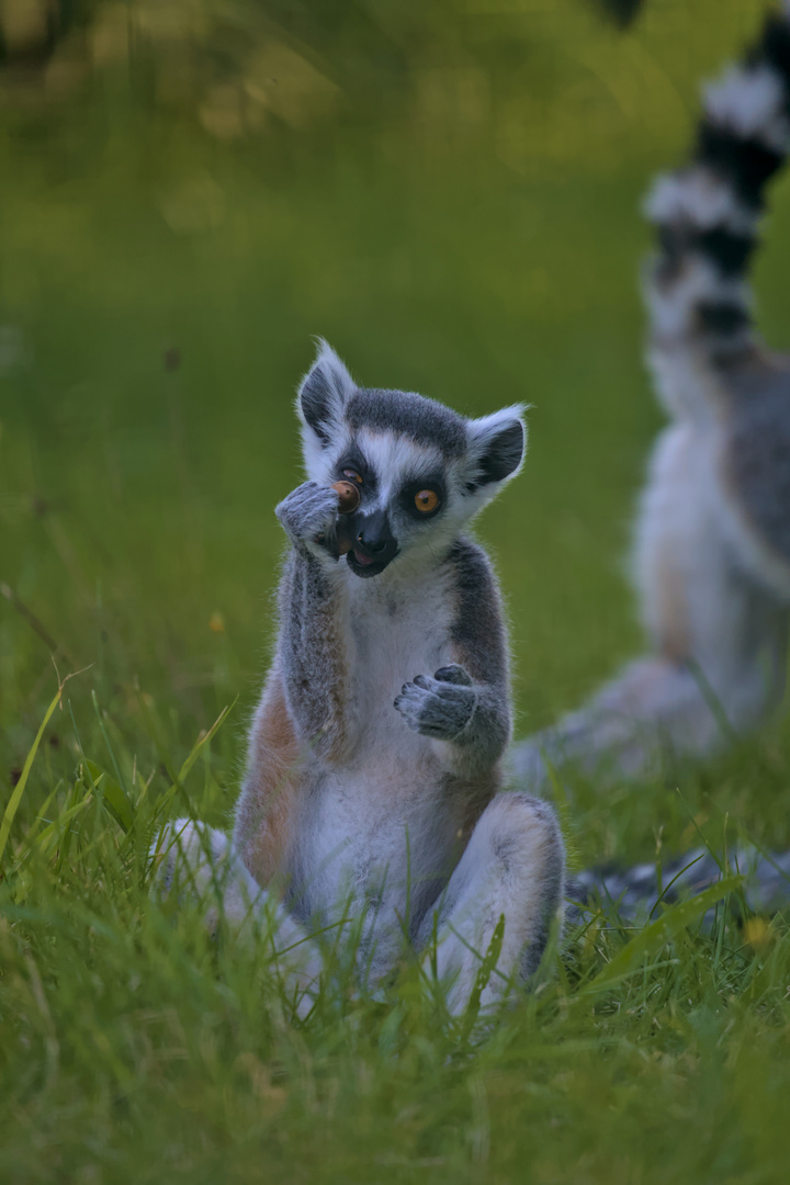 Die Eichel und der Lemur