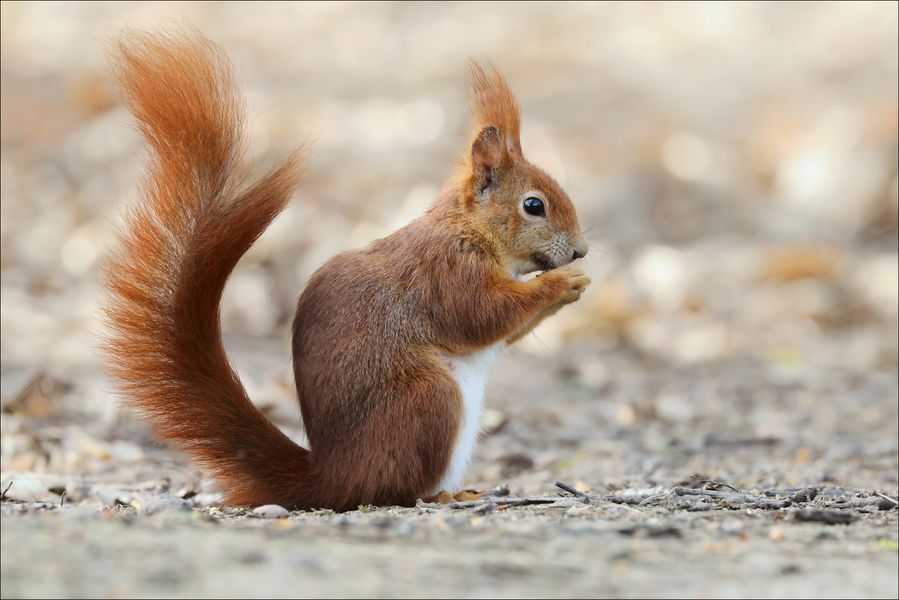 Die Eichhörnchen ....