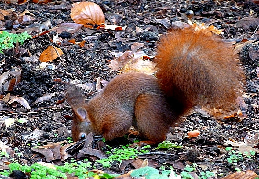 Die Eichhörnchen . . . .