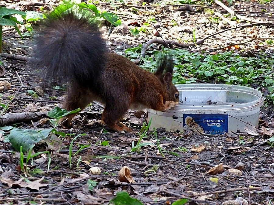 Die Eichhörnchen . . .