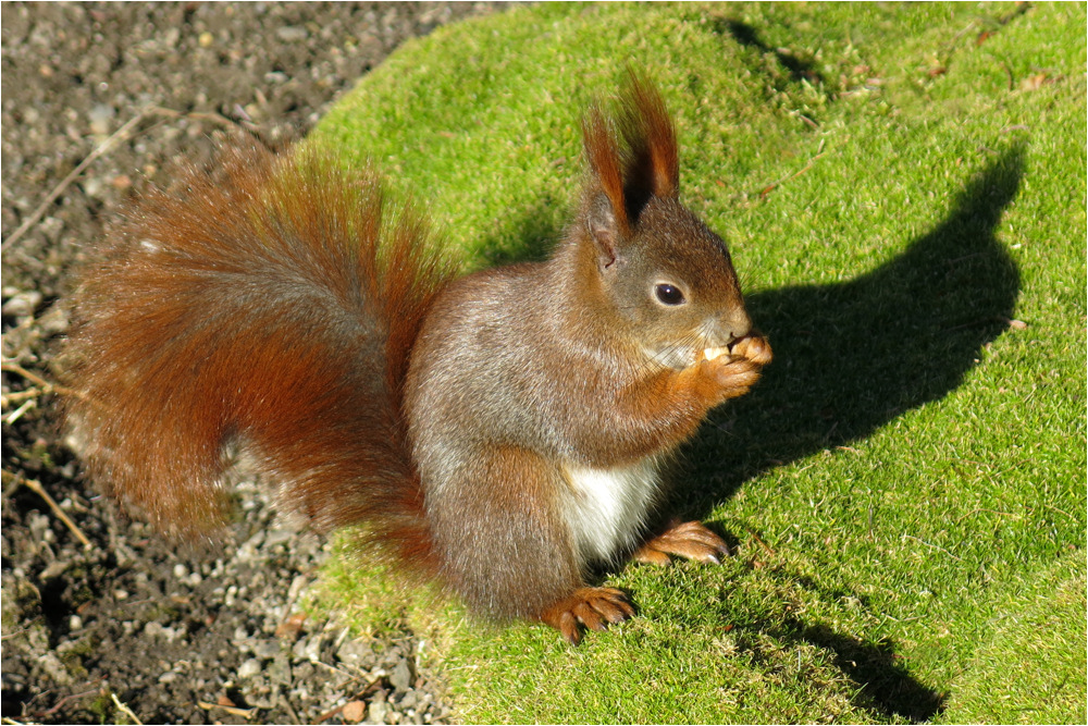 Die Eichhörnchen im Großen Garten Dresden ...