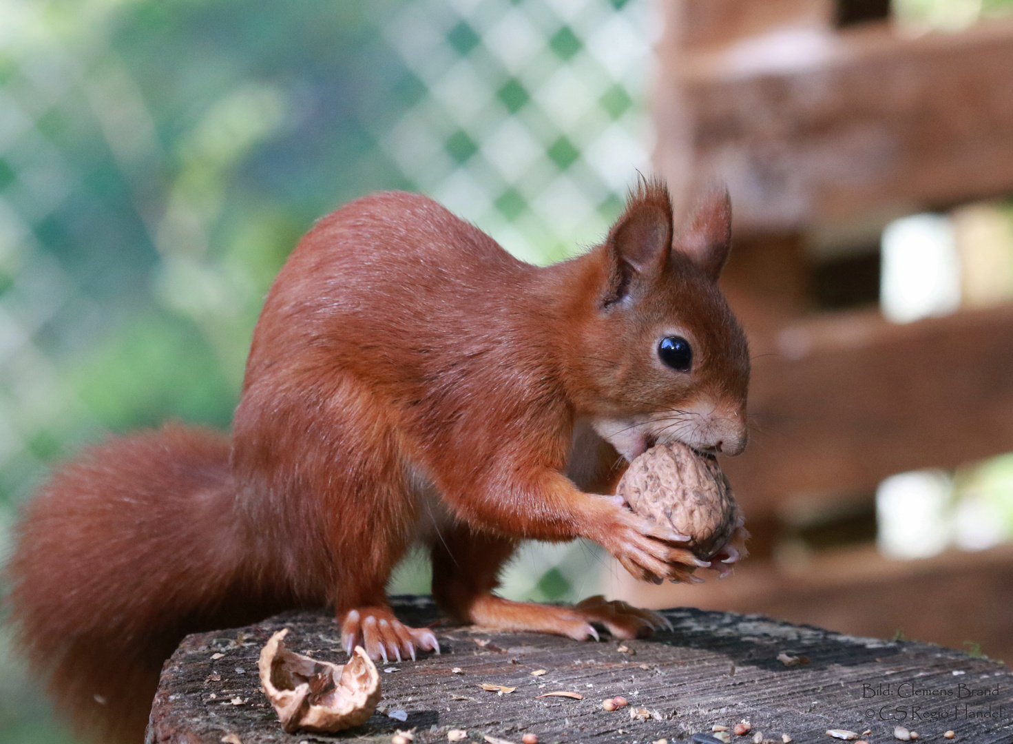 Die Eichhörnchen kommen...