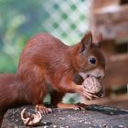 Die Eichhörnchen kommen...