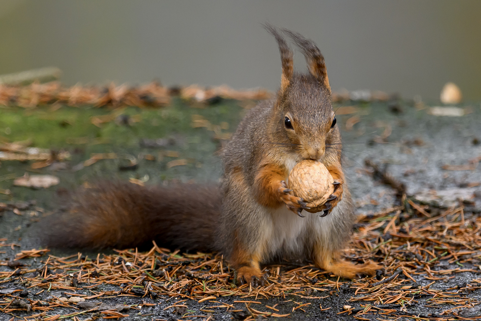 Die Eichhörnchen (Sciurus)