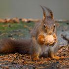 Die Eichhörnchen (Sciurus)