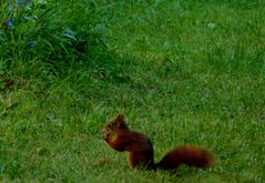 Die Eichhörnchen und ihr Blues