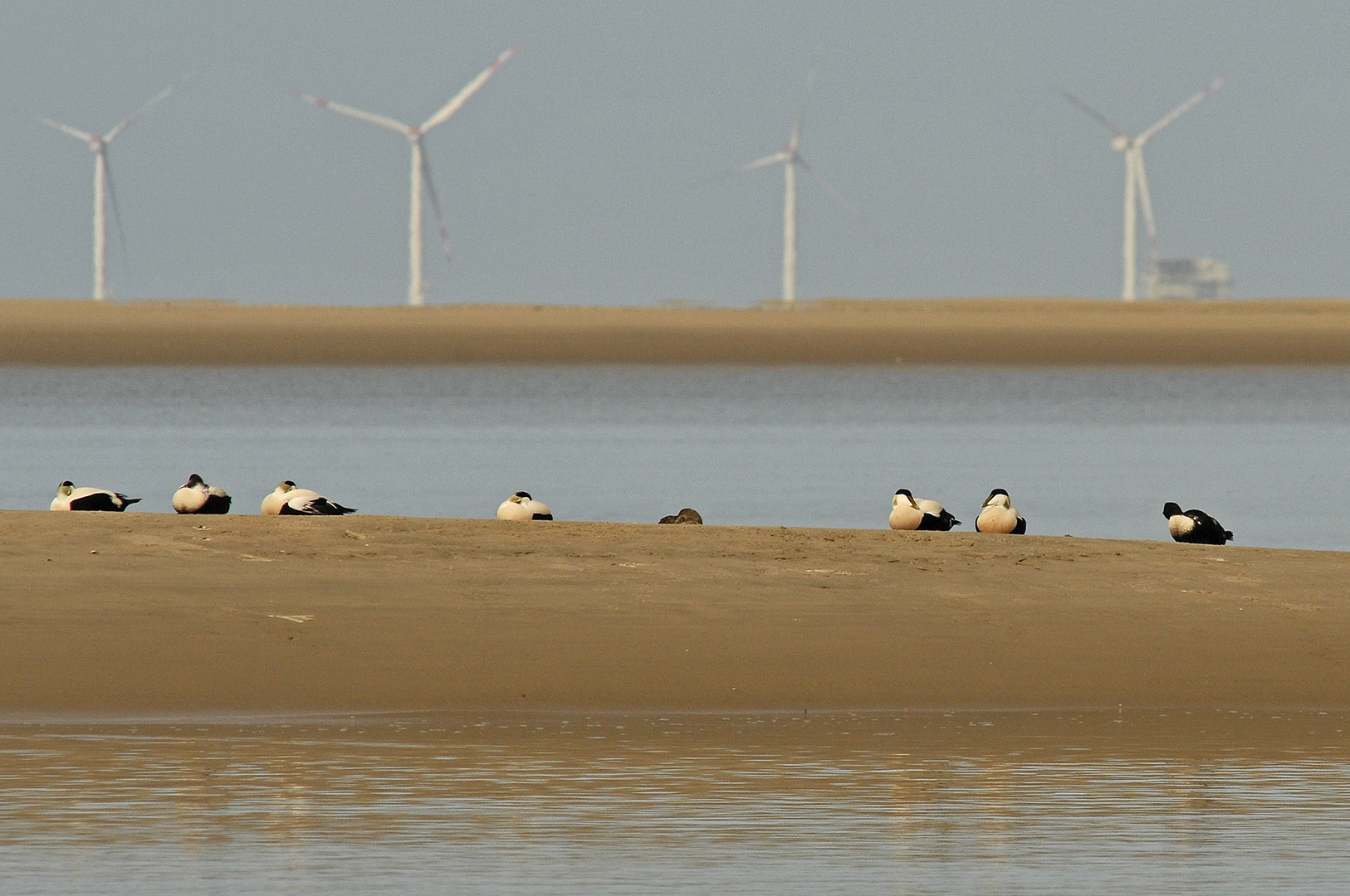 Die Eiderenten haben z. Zt. die Borkumer Seehundsbank voll im Griff!