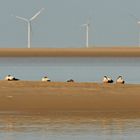 Die Eiderenten haben z. Zt. die Borkumer Seehundsbank voll im Griff!