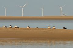 Die Eiderenten haben z. Zt. die Borkumer Seehundsbank voll im Griff!