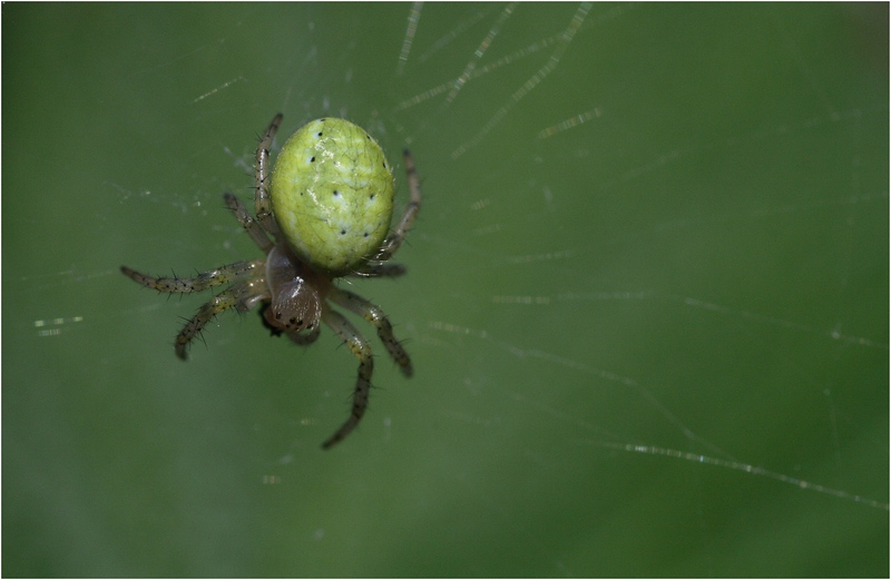 Die Eierspinne...