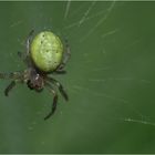 Die Eierspinne...