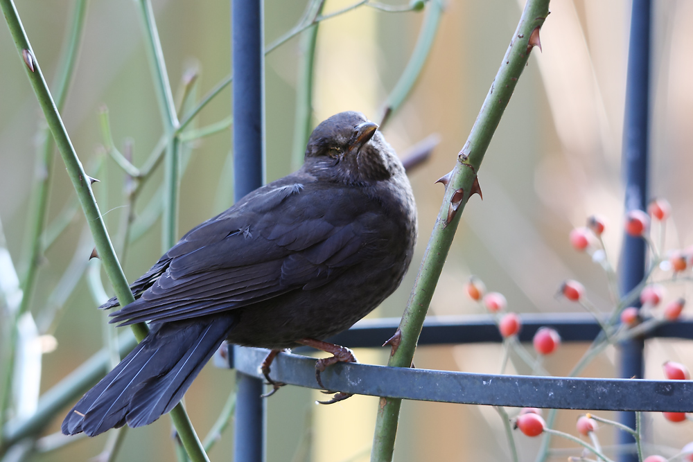 Die Einäugige Amsel