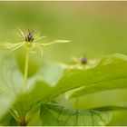 die einbeeren blühen 