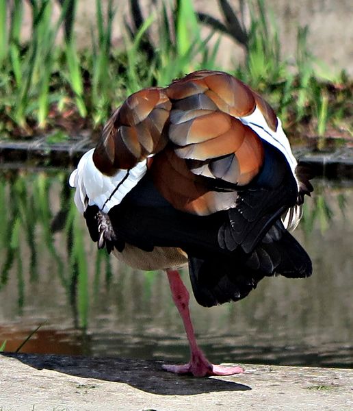 DIE EINBEINIGE NILGANS