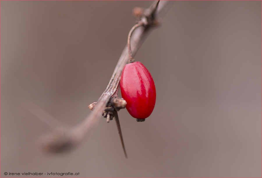 die Eine Foto &amp; Bild | pflanzen, pilze &amp; flechten, früchte und beeren