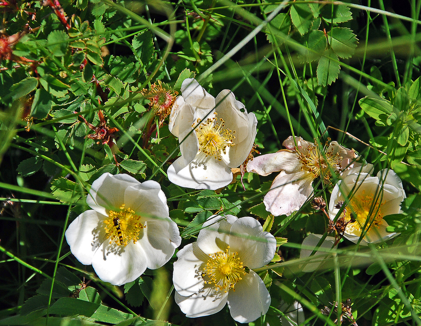 die eine kleine in den Dünen