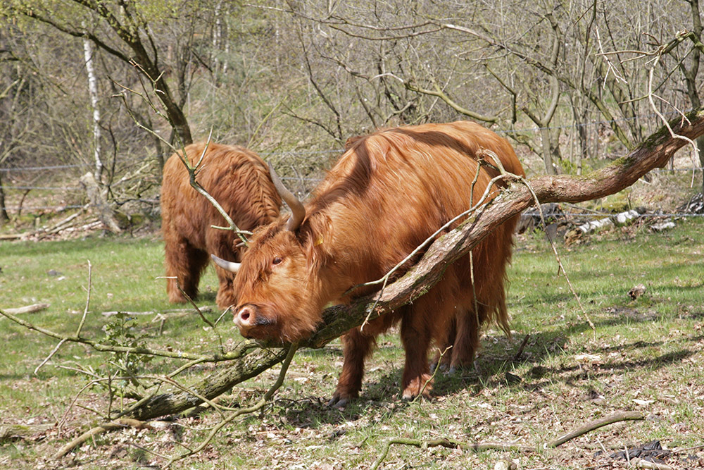 die eine machts alleine------ highlandrind