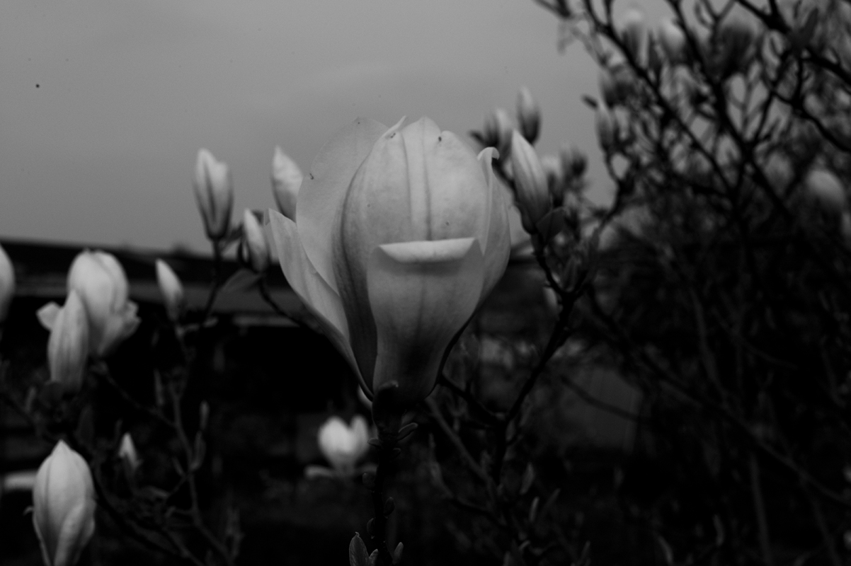 Die eine Magnolie