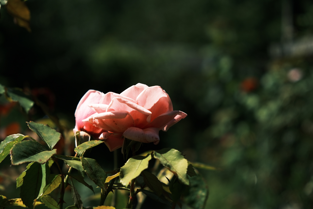 die eine rose