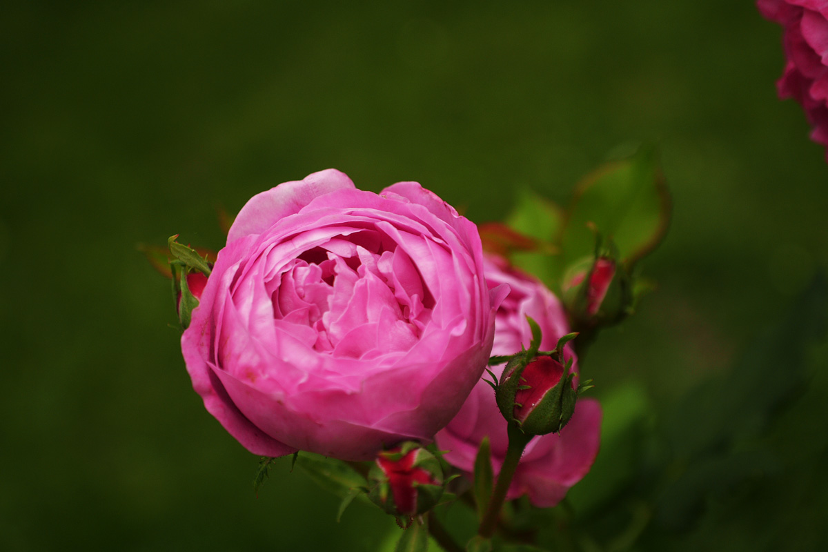 die eine rose