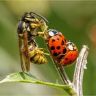 die eine schlürft, die anderen treiben´s  .....