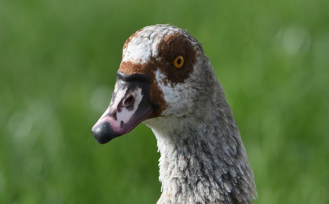 DIE EINEN LIEBEN SIE DIE ANDEREN HASSEN SIE