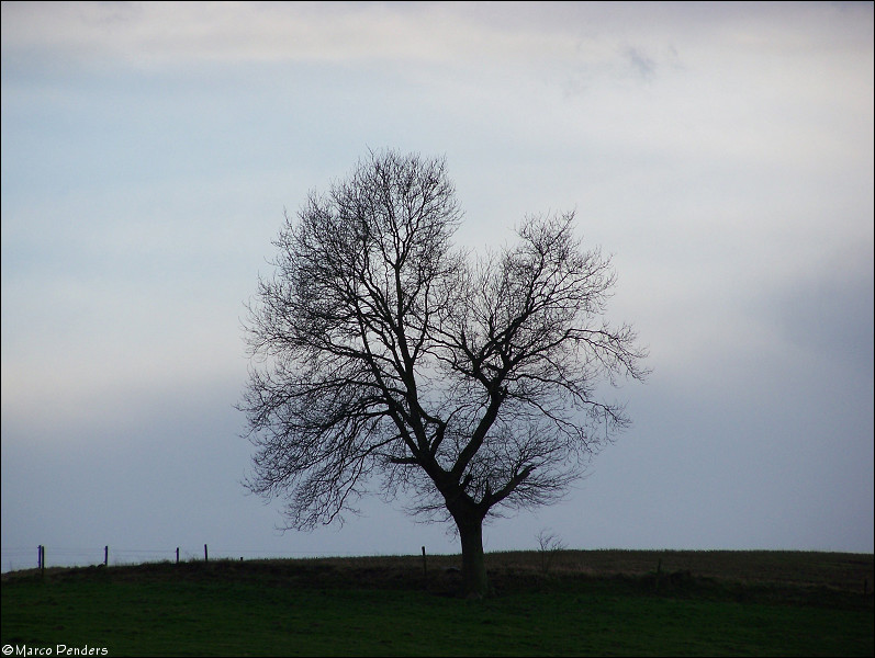 Die Einsame Baum