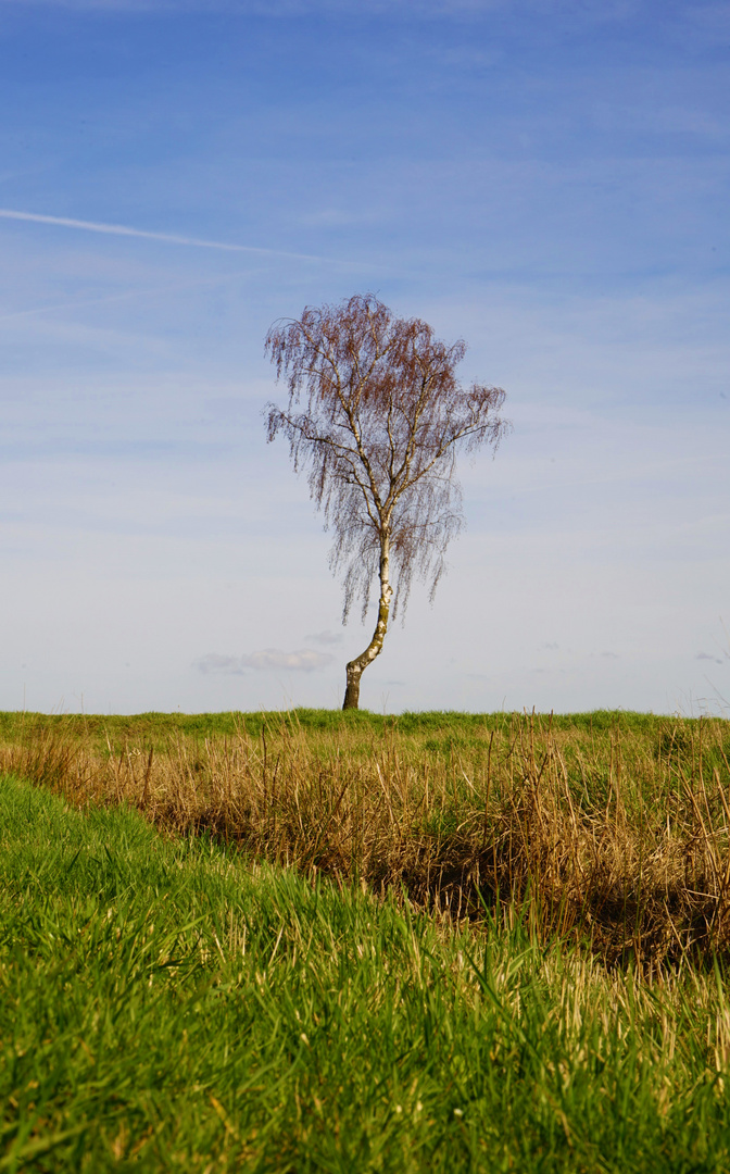 Die einsame Birke