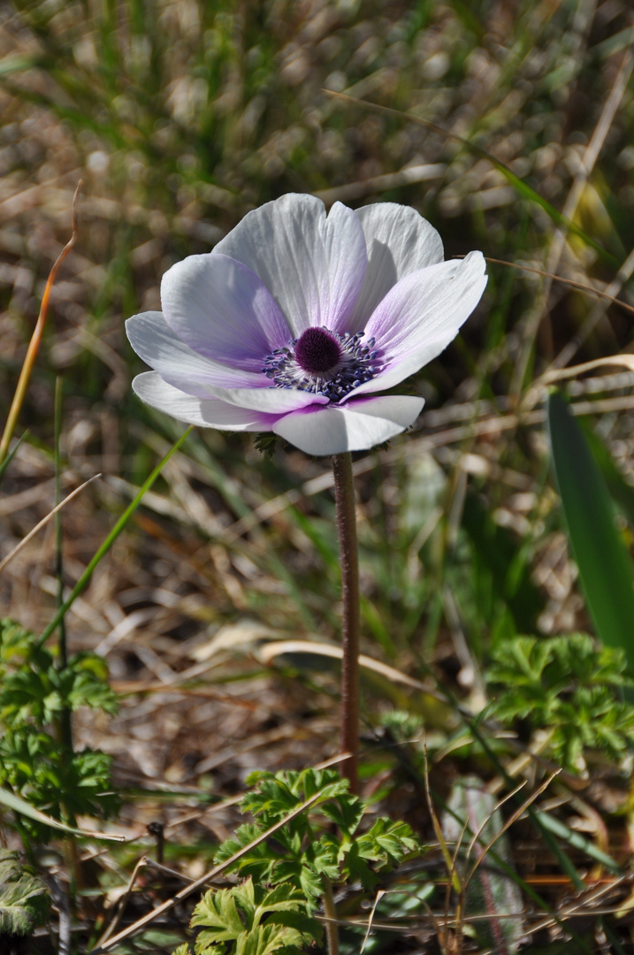 Die einsame Blume