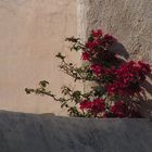 Die einsame Blume (Mauerblümchen)