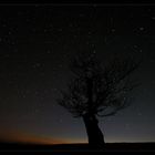 Die einsame Buche und der Blick in den Sternenhimmel