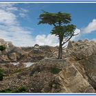 Die einsame Cypresse