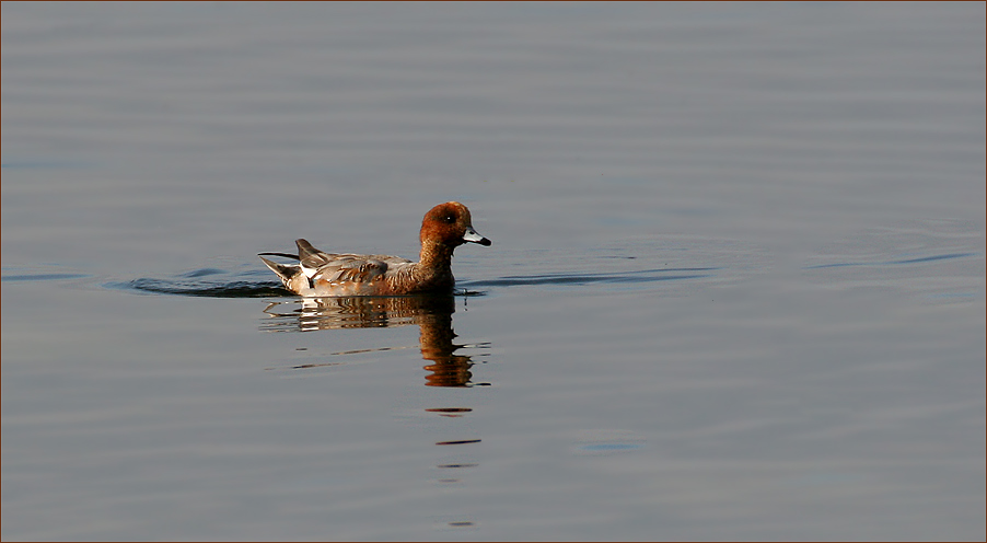 die einsame Ente