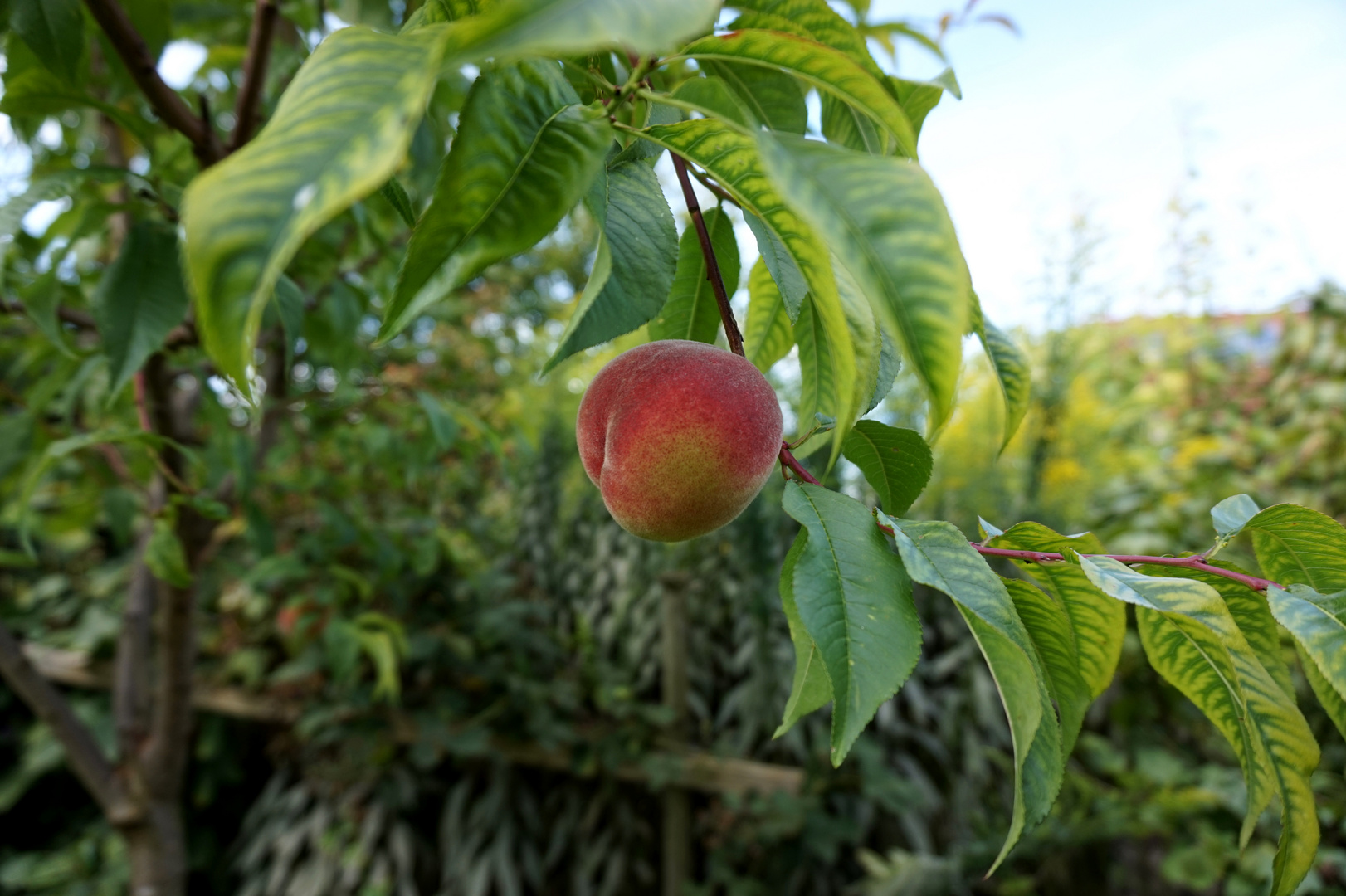 Die einsame Frucht