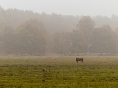 Die einsame Kuh