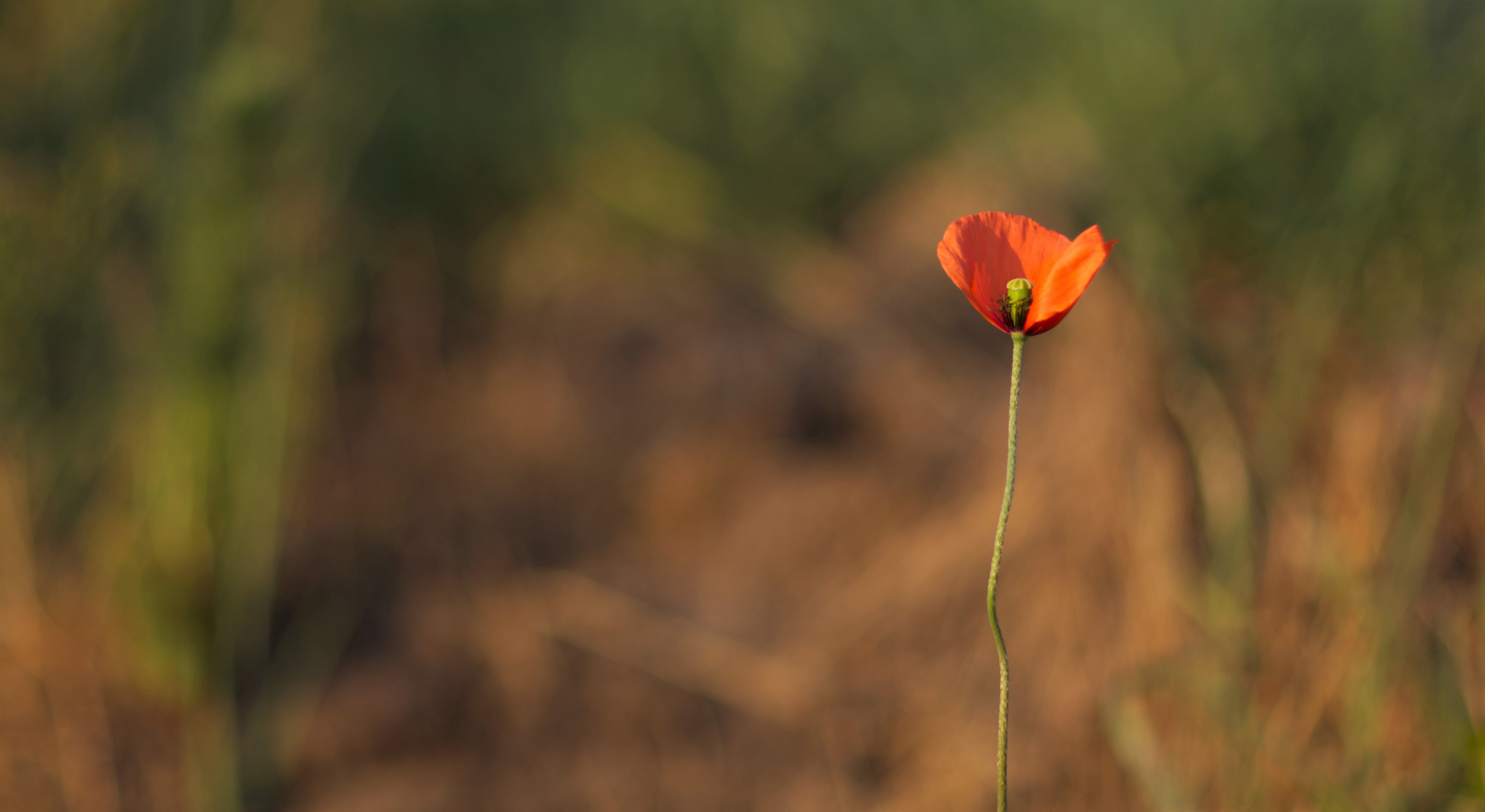 *** Die einsame Mohnblume ***