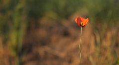*** Die einsame Mohnblume ***