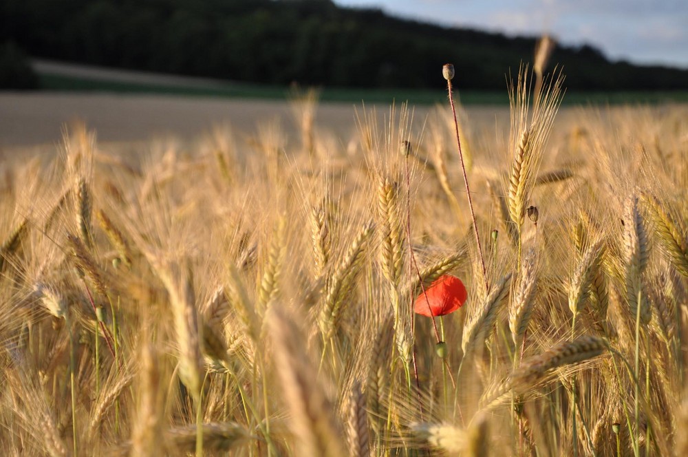 Die einsame Mohnblume