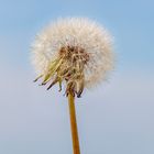 Die einsame Pusteblume